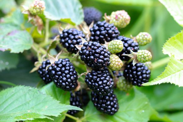 Blackberry Bush Removal in Nashua