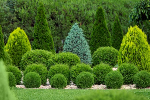 Bush Shaping Service in Nashua
