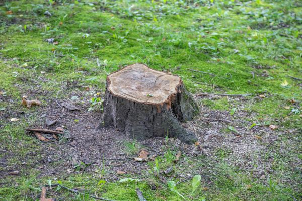 Bush Stump Removal in Nashua
