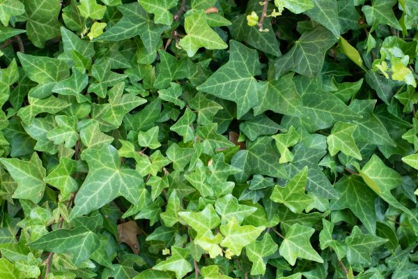 Cost of English Ivy Removal in Nashua