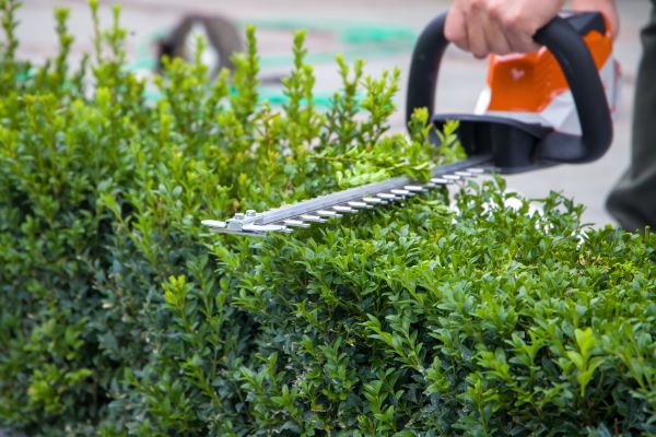 Hedge Pruning in Nashua