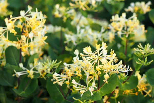 Cost of Honeysuckle Removal in Nashua