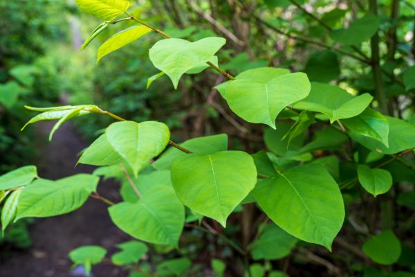 Cost of Invasive Plant Removal in Nashua