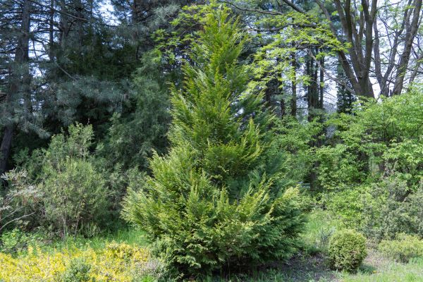 Cost of Juniper Pruning in Nashua
