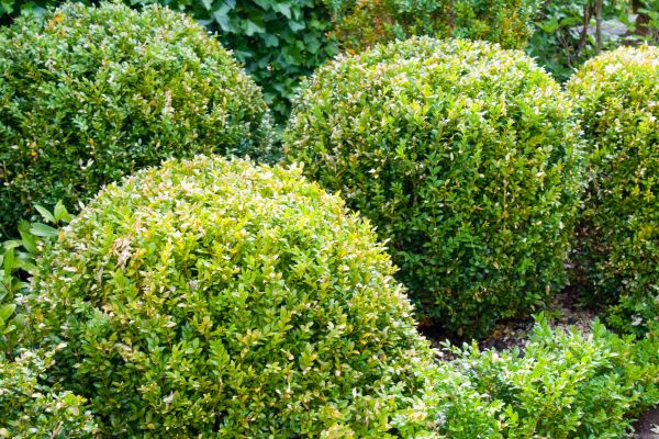 Cost of Landscape Trimming Service in Nashua