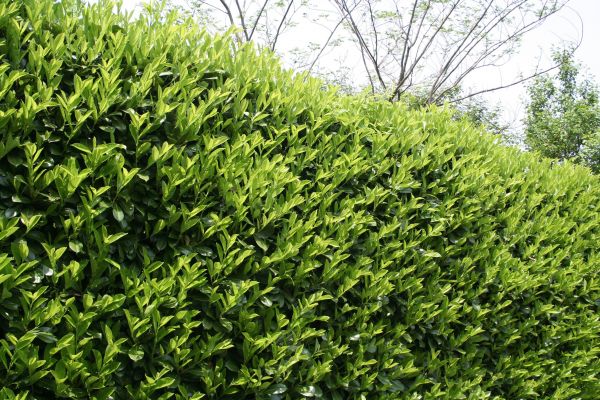Cost of Laurel Removal in Nashua
