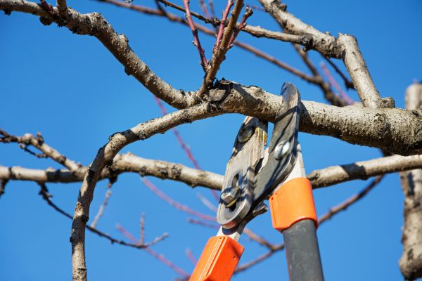 Cost of Pruning Service in Nashua