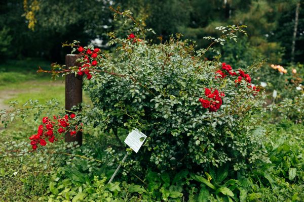 Rose Bush Removal in Nashua