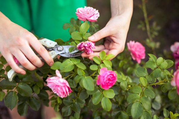 Rose Trimming in Nashua