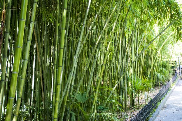 Cost of Bamboo Root Removal in Nashua