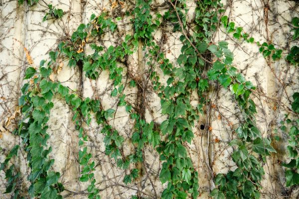 Cost of Vine Removal Service in Nashua