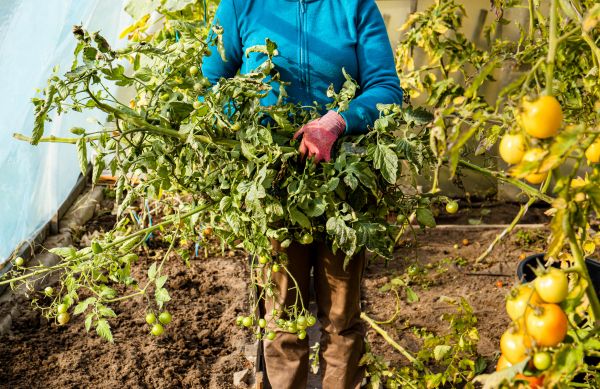 Cost of Garden Plant Removal in Nashua