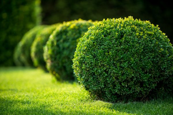 Cost of Bush Pruning in Nashua