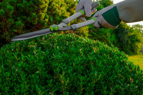 Topiary Shearing in Nashua