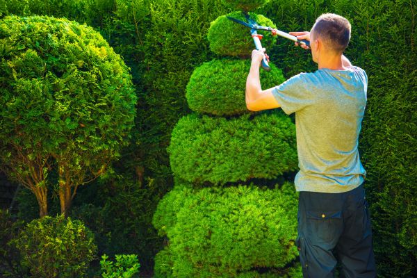 Cost of Topiary Shaping in Nashua