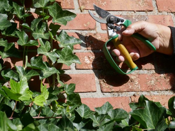 Cost of Ivy Removal Service in Nashua
