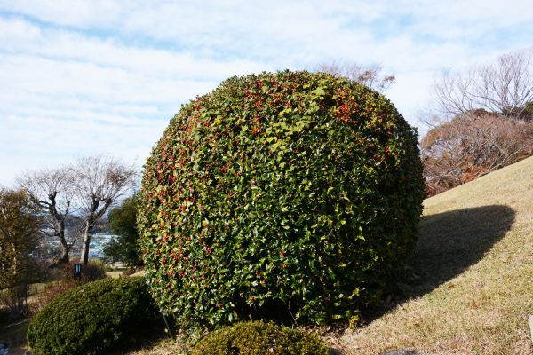 Holly Trimming in Nashua