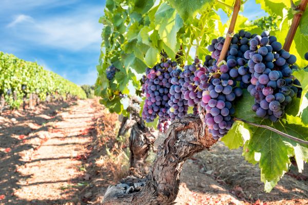 Cost of Grapevine Pruning in Nashua