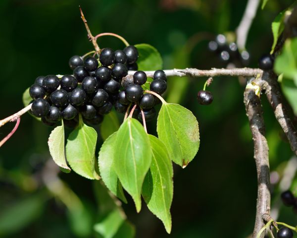 Cost of Buckthorn Removal in Nashua