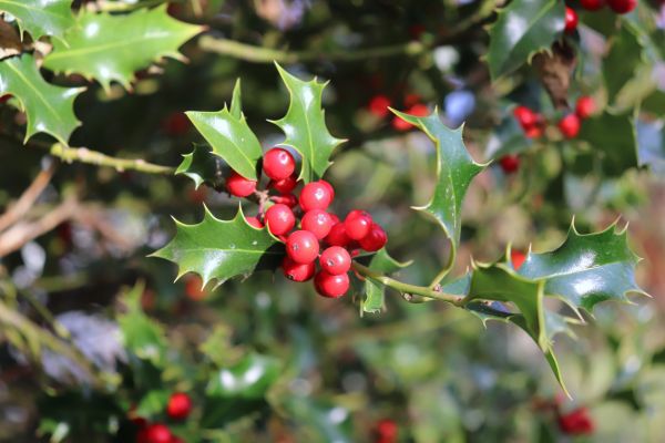 Holly Tree Trimming in Nashua