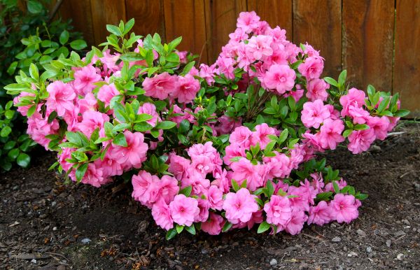 Cost of Azaleas Removal in Nashua