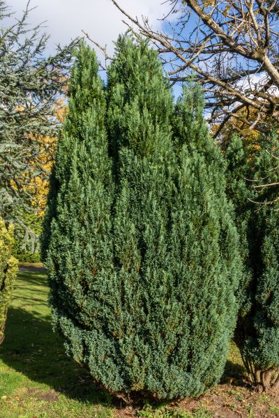 Cost of Juniper Trimming in Nashua