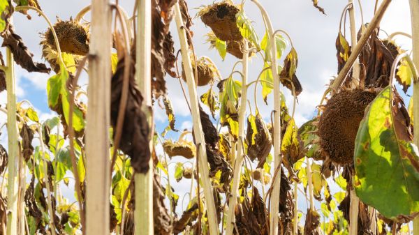 Cost of Dead Plant Removal in Nashua