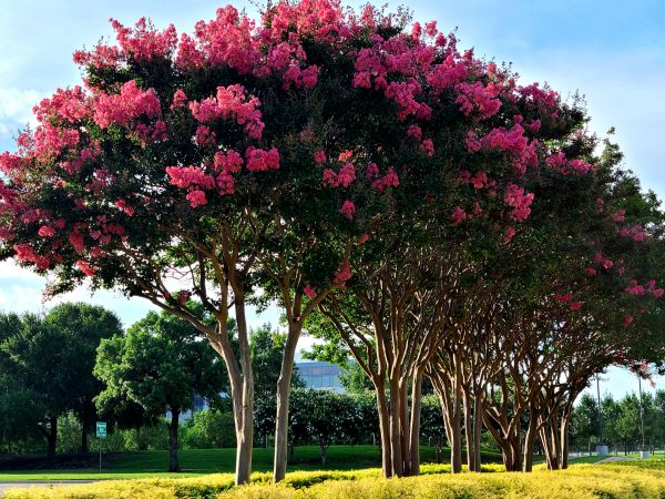 Cost of Crepe Myrtle Pruning in Nashua