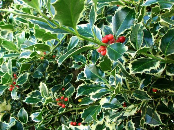 Holly Bushes Trimming in Nashua