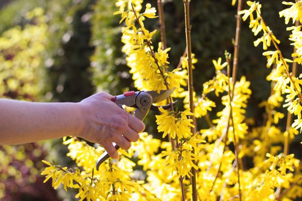 Forsythia Pruning in Nashua