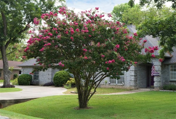 Crepe Myrtle Trimming in Nashua