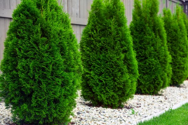 Cost of Arborvitae Removal in Nashua