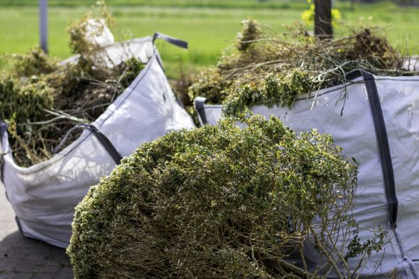 Cost of Shrubs Removal in Nashua