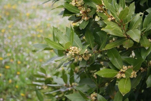Cost of Laurel Trimming in Nashua