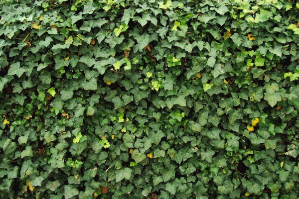 Cost of Ivy Pruning service in Nashua
