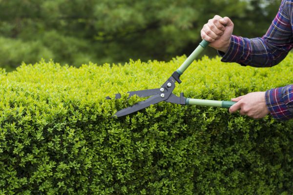 Cost of Evergreen Shrub Pruning in Nashua