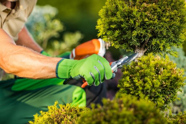 Cost of Landscape Pruning Service in Nashua