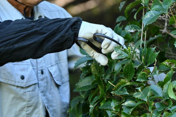 Holly Pruning in Nashua