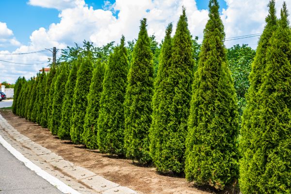 Cost of Arborvitae Shearing in Nashua