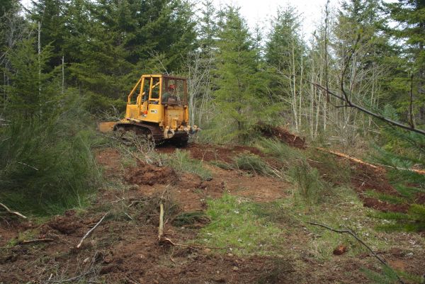 Shrubbery Clearing in Nashua