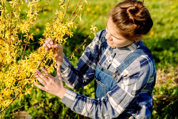 Forsythia Trimming in Nashua