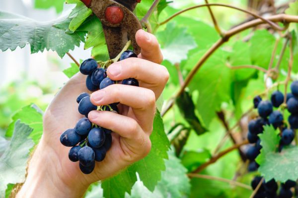 Cost of Vineyard Pruning in Nashua