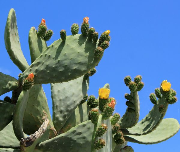 Cost of Cactus Removal in Nashua