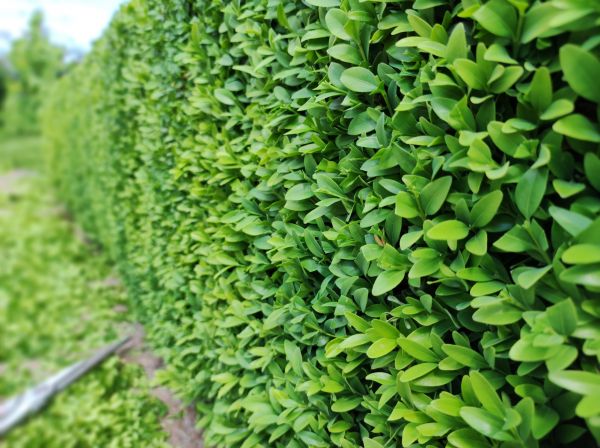 Cost of Boxwood Pruning in Nashua
