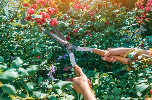 Knockout Roses Pruning in Nashua