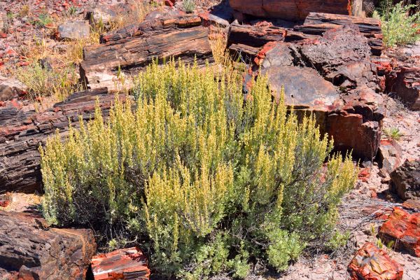 Cost of Sagebrush Removal in Nashua