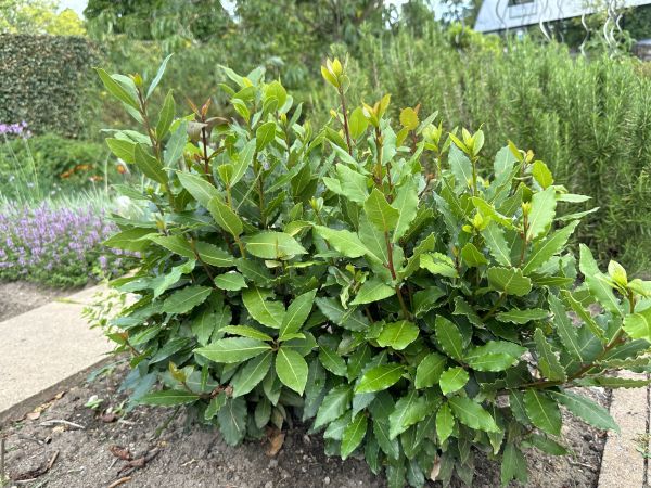 Cost of Laurel Hedge Trimming in Nashua