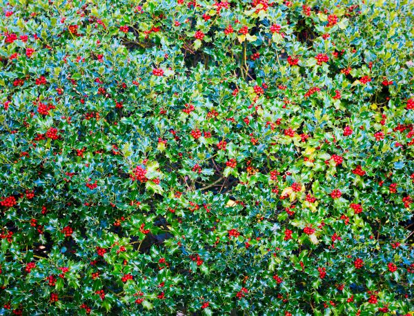 Cost of Holly Bush Removal in Nashua