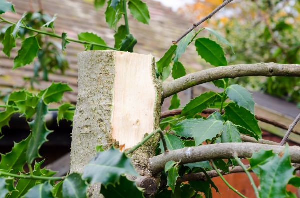 Cost of Holly Tree Removal in Nashua