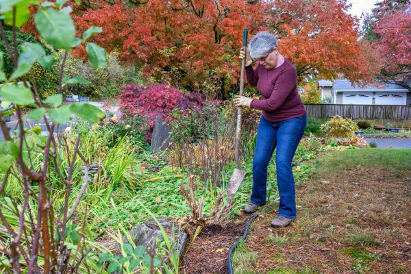 Cost of Dead Bush Removal in Nashua